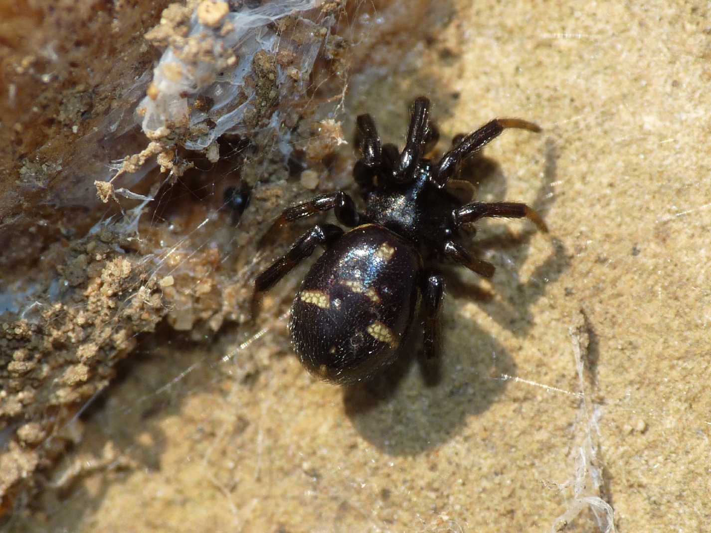 Asagena phalerata.